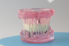 Модель стоматологічна демонстраційна (розбірна) рожева - зображення 6