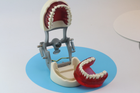 Модель стоматологічна Columbia Dentoform тренувальна для фантома - зображення 4