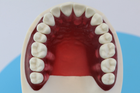 Модель стоматологічна Columbia Dentoform тренувальна для фантома - зображення 5