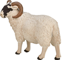 Фігурка Mojo Farm Life Black Faced Sheep Ram 8 см (5031923870819) - зображення 6