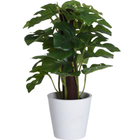 Sztuczna monstera w doniczce Home Styling Collection 25 cm (5902973440836) - obraz 1