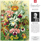 Пазл GOOD LOOT Imagination Ernst Haeckel Orchidea / Orchid 1000 елементів (5908305247531) - зображення 5