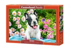 Пазл Castorland puzzle Щенок французского бульдога, 500 эл. (B-53650)