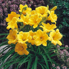 Лілейник 'Stella D'oro'. Контейнер 1 л