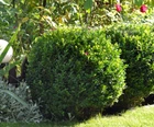 Самшит buxus (20-30см)