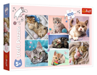 Пазли У світі котів. In the cat world (100 ел.) 16420 (Trefl)