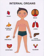 Пазли навчальні Internal Organs 30349 2300000688450