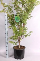 Японський клен (Japanese maple, Red winter wood) Sango-kaku, 1,4-1