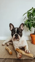 З кавового дерева Палиця HealthyDoggo Coffee Stick розмір S (до 5кг)