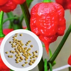 Перец острый Carolina Reaper Red семена (5 шт) красный Каролина Рипер каролинский жнец чили суперхот до 2 200 000 SHU