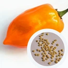 Перец острый Habanero Orange семена (5 шт) оранжевый Хабанеро чили суперхот до 350 000 SHU