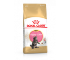 Сухий корм Royal Canin Maine Coon Kitten