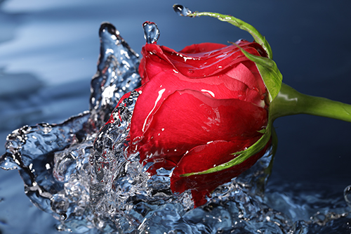 Canon EOS 5D Mark IV 24-70mm f/4L IS USM Kit