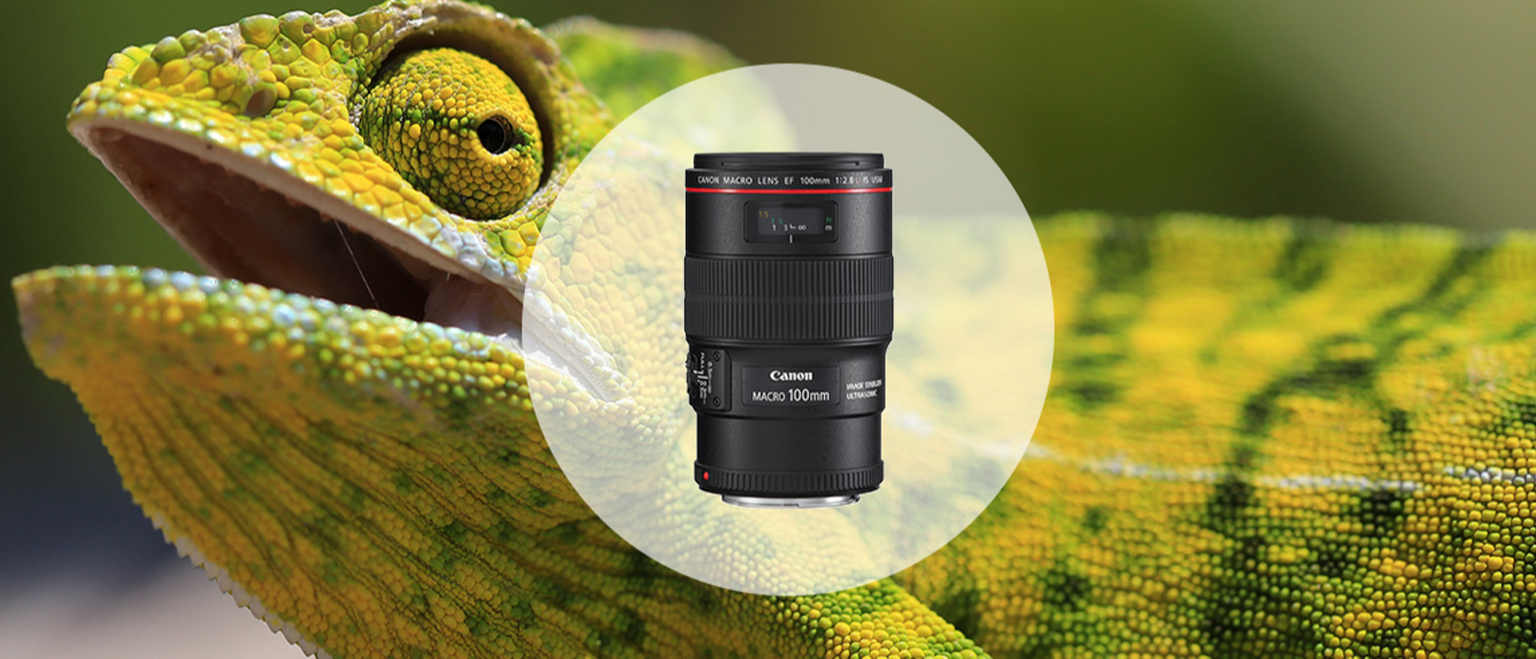 Canon EF 100mm f/2.8L IS USM Macro – фото, отзывы